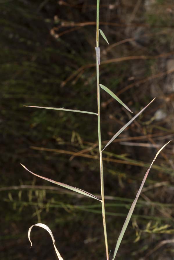 Poaceae in greto